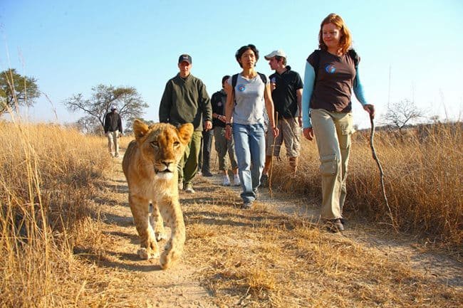 Lion Walk
