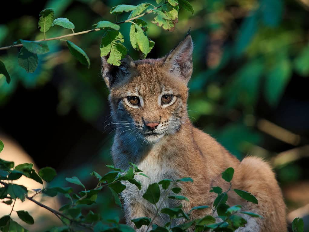 Little Lynx in the wild