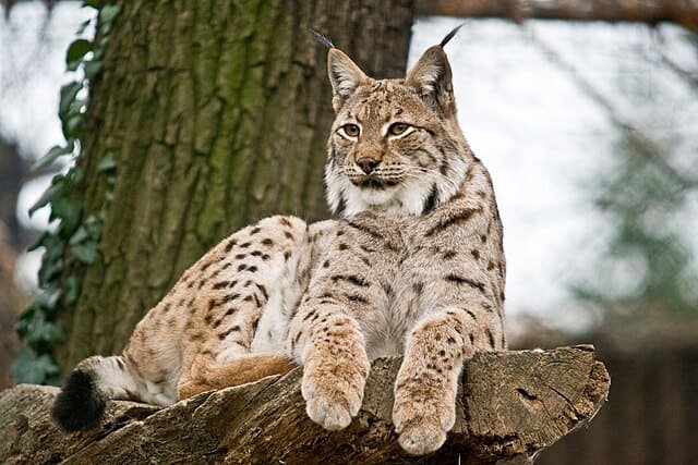 Lynx resting on a rock