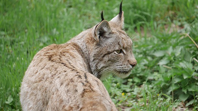 lynx