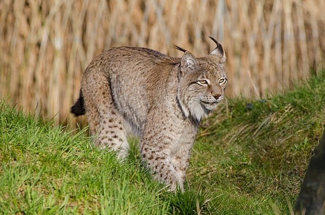 Lynx
