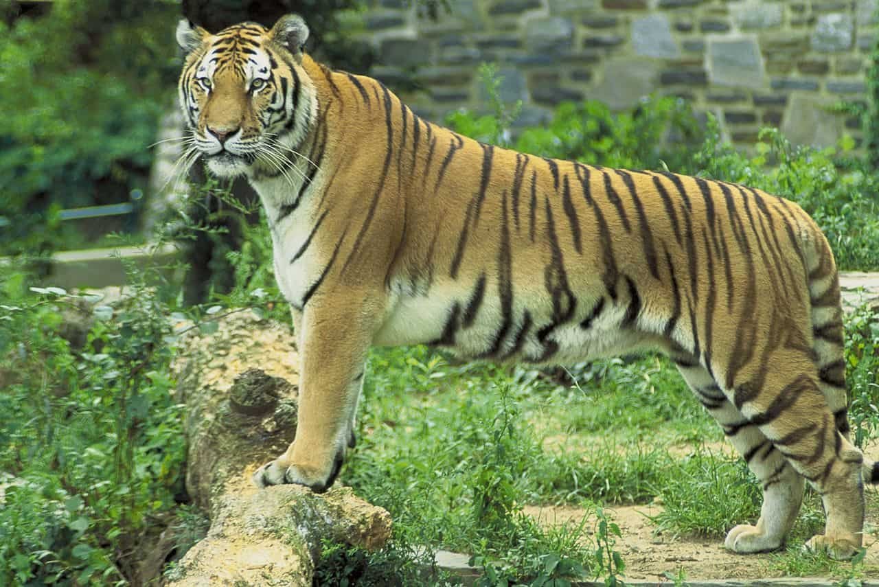 tiger stalking