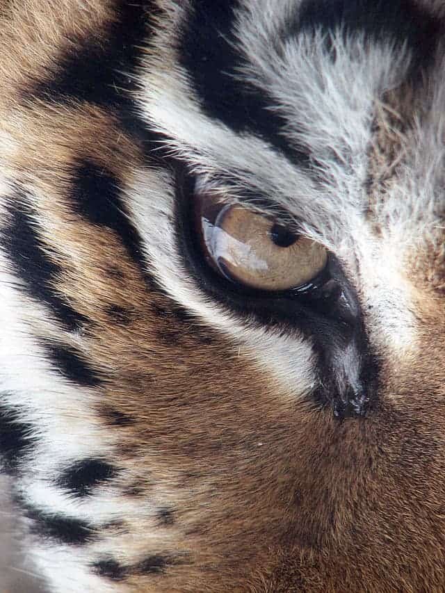 Tigers eye