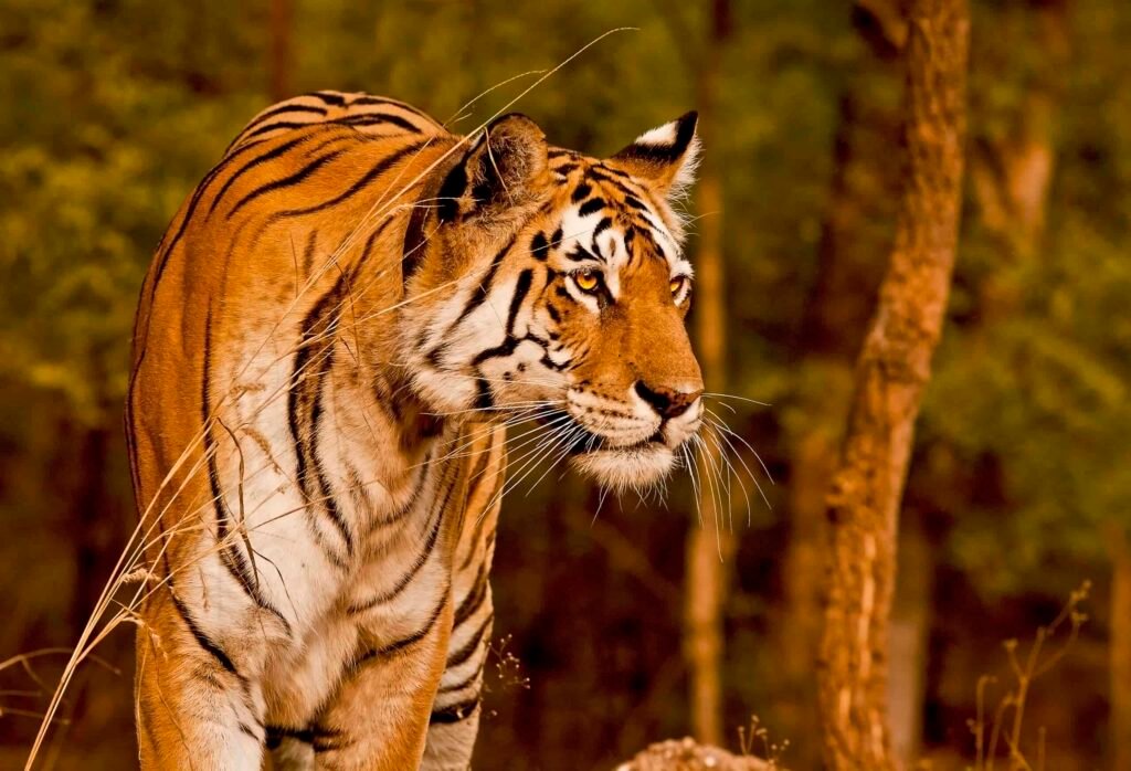 wild tiger