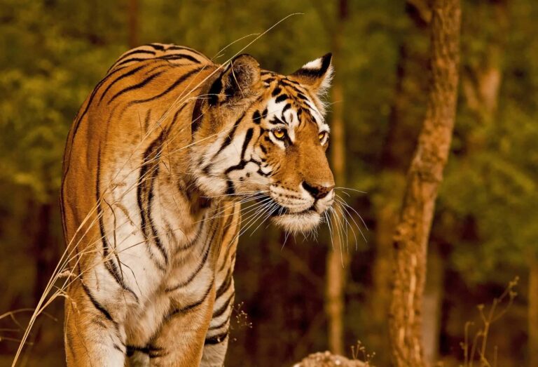 wild tiger