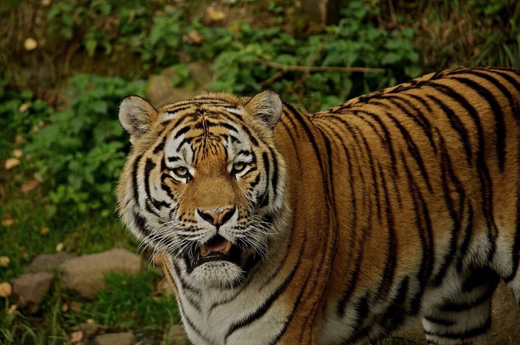 Siberian Tiger