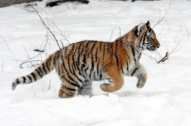 Tiger running