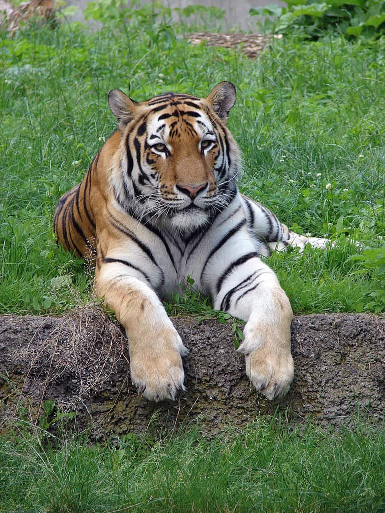 Tiger resting