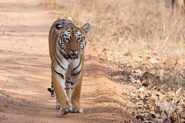 Panthera tigris