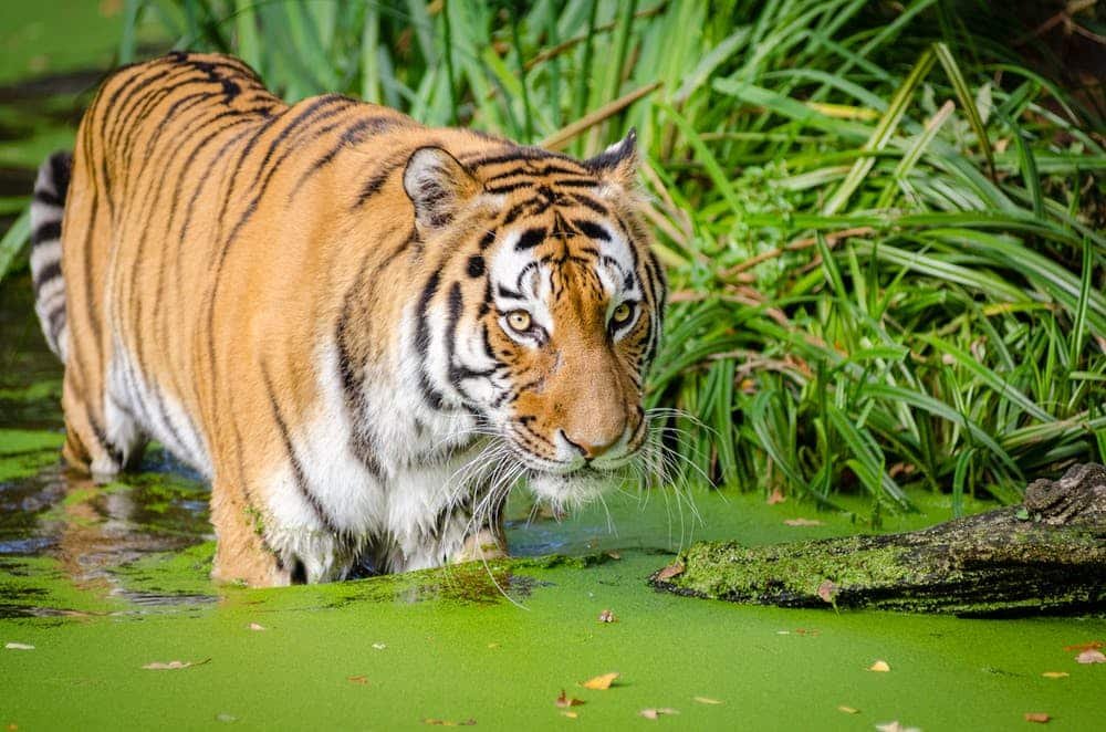 Tiger in Western Bengal