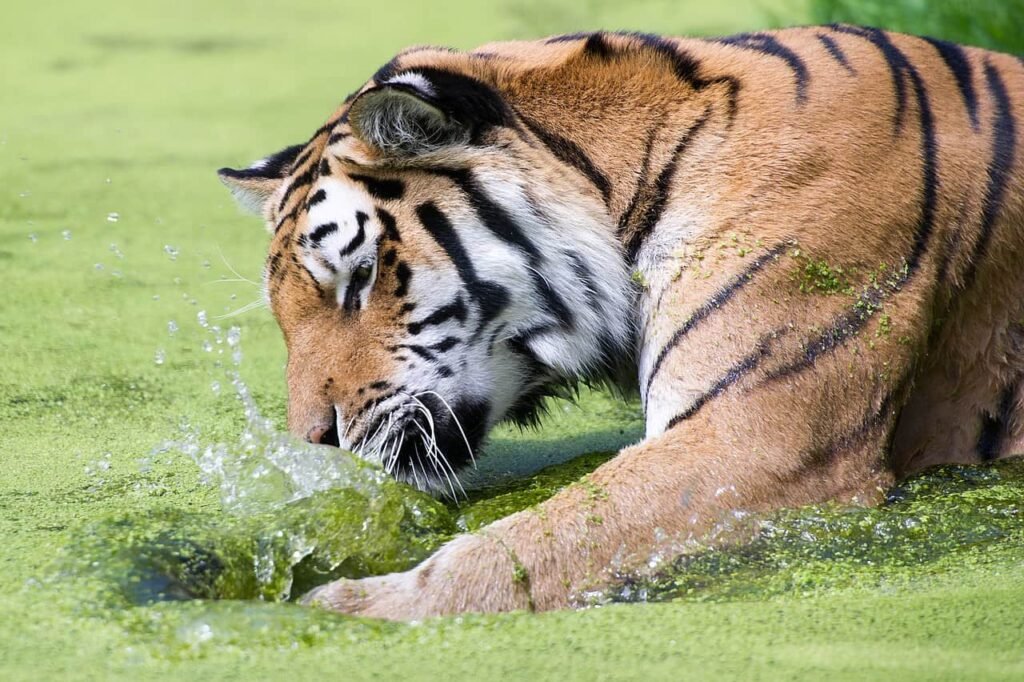 Zoo tiger
