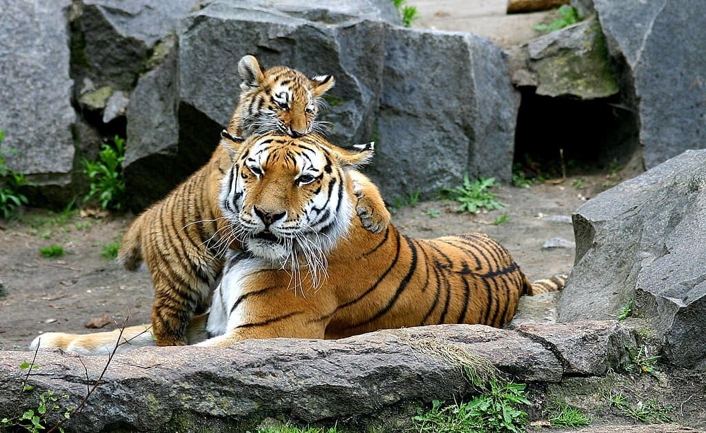 Tiger cub fighting
