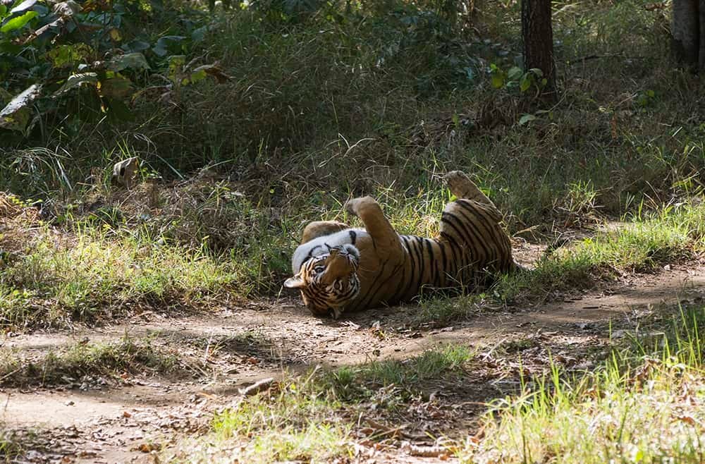 Satpura Tiger Reserve tiger