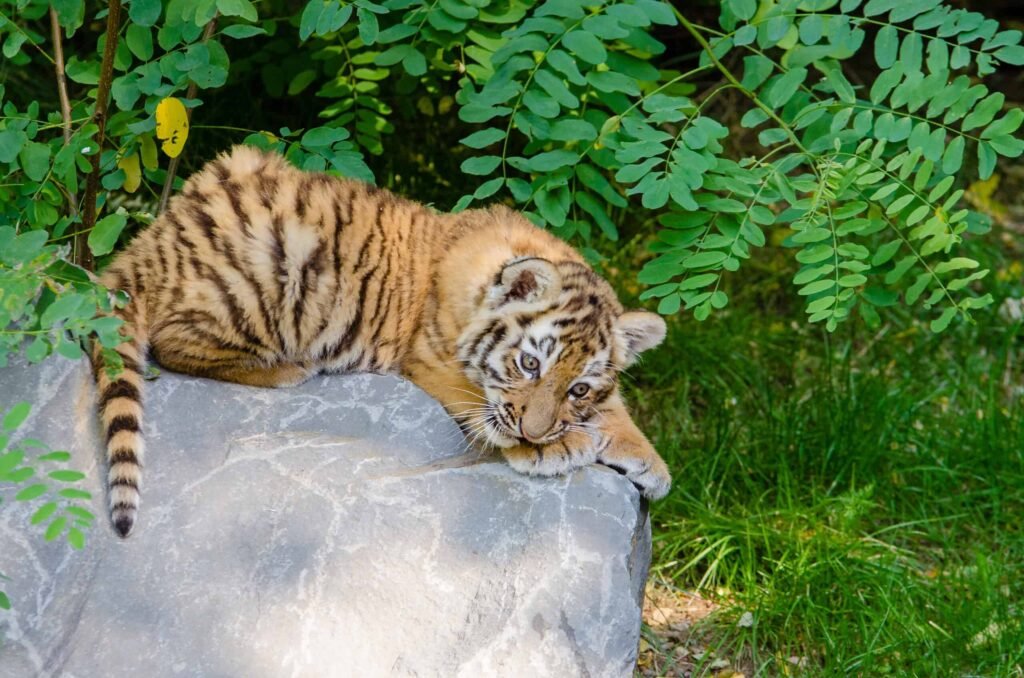 Tired tiger cub