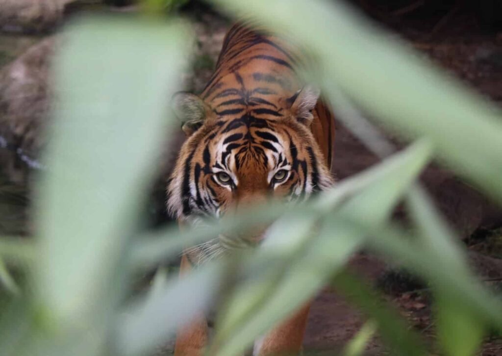 tiger in the wild