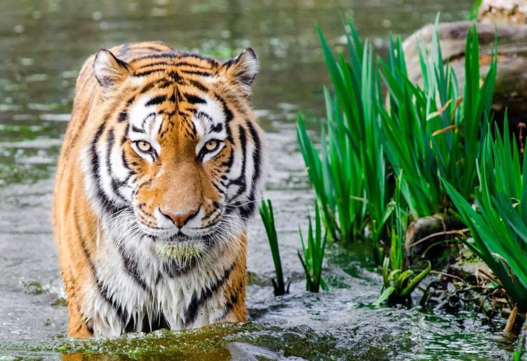 Tiger Safari