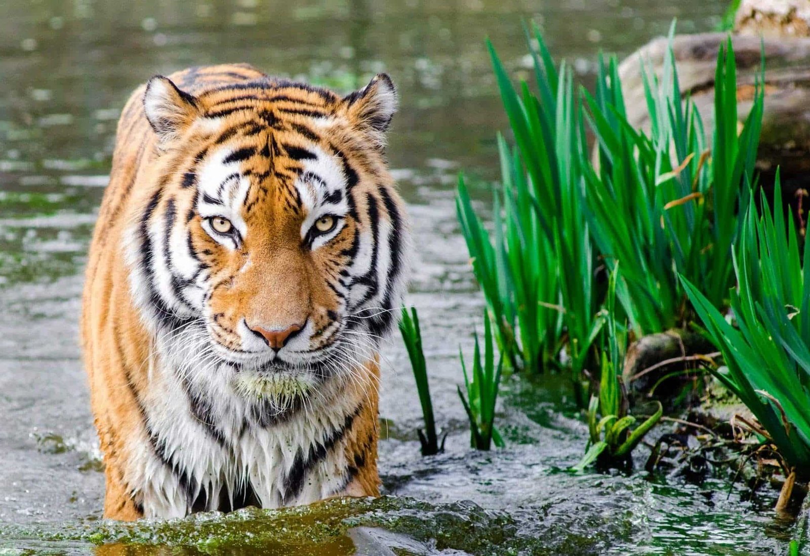 Tiger Safari