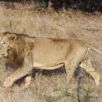 Lions love thick grasslands