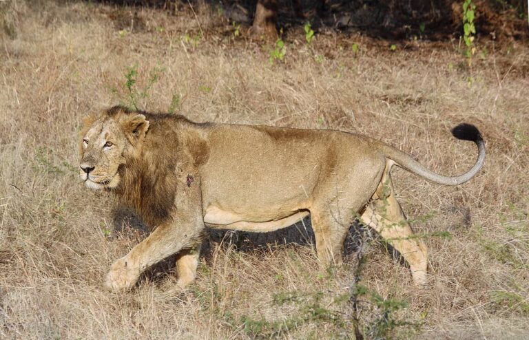 Lions love thick grasslands
