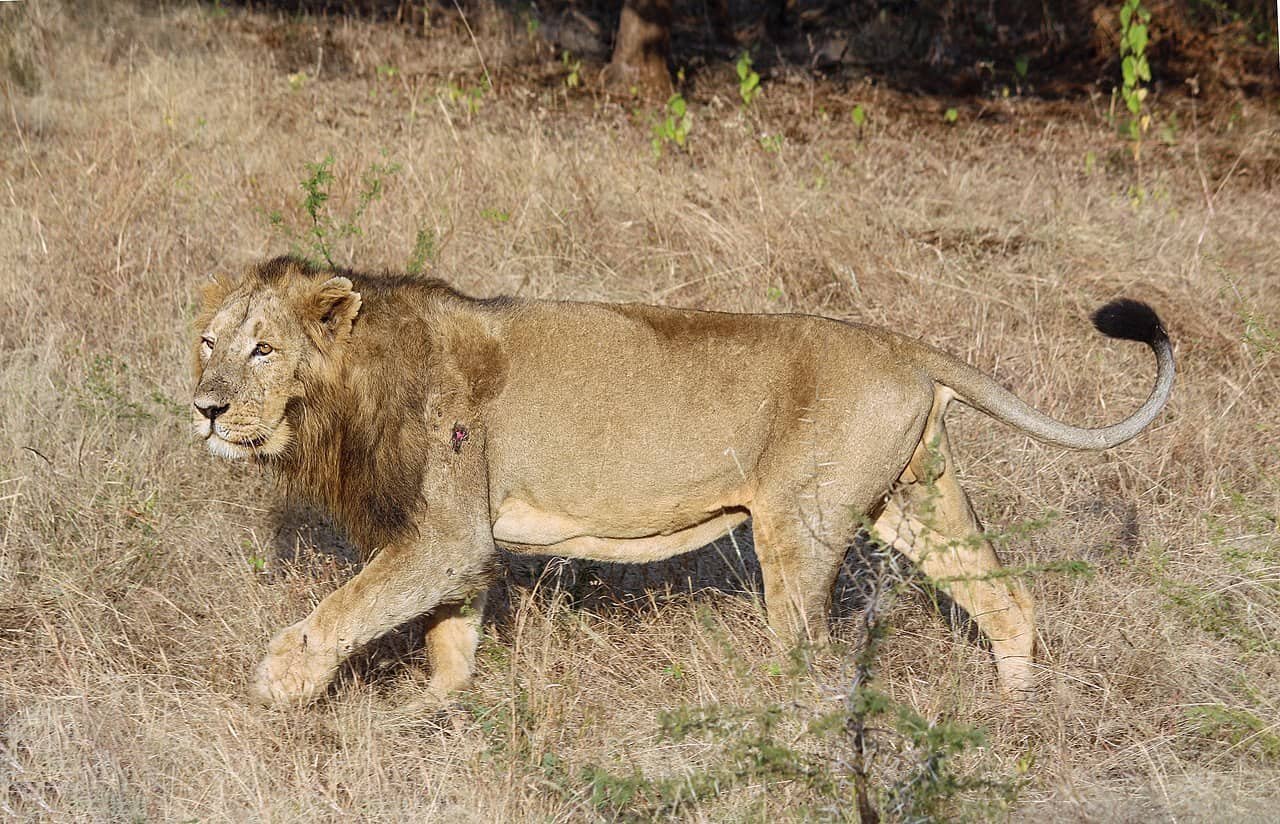 Lions love thick grasslands