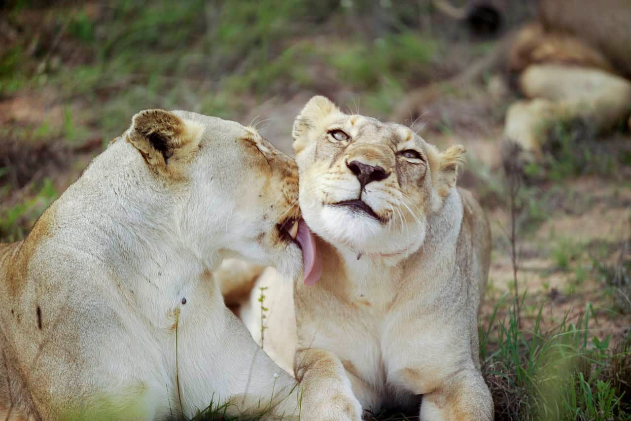 Lions been affectionate with each other.