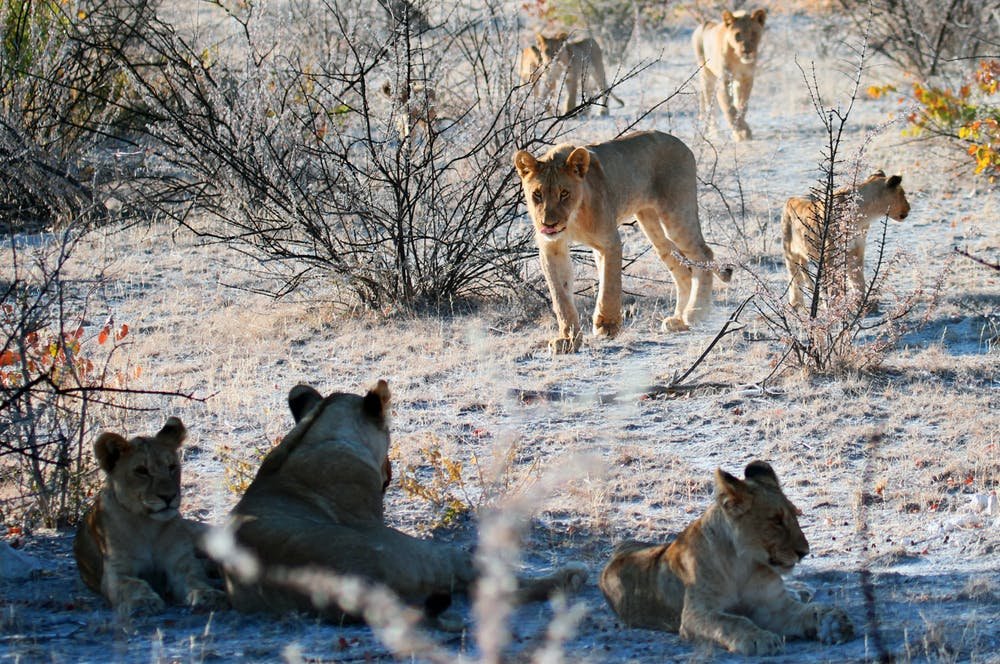 lion botswana