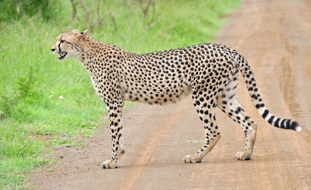 Cheetah legs