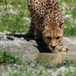 Cheetah drinking water.