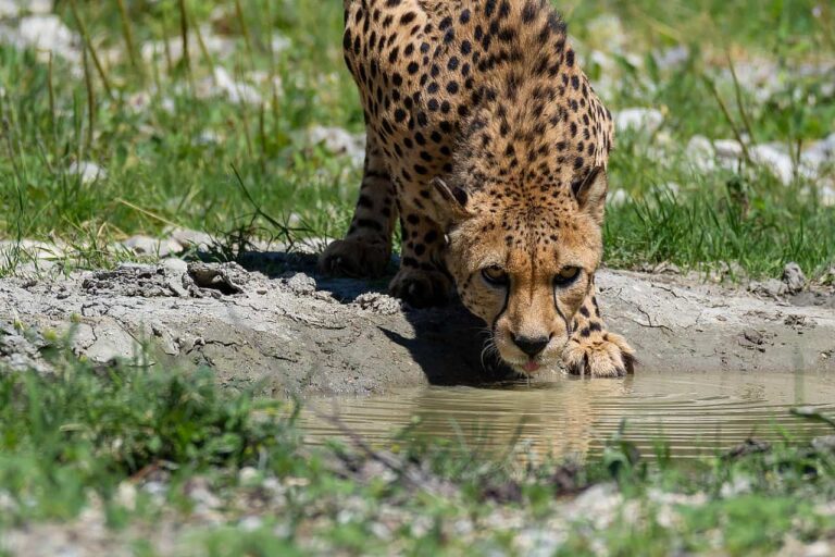 Cheetah drinking water.