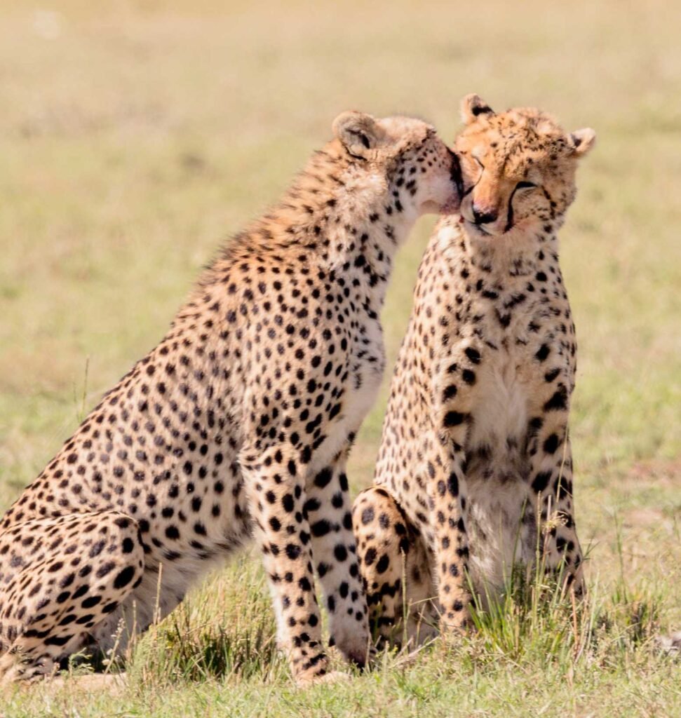 Cheetah encounter in wild