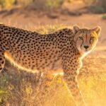 encounter cheetah in wild