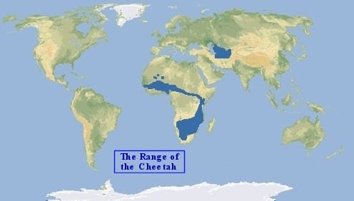 wild cheetah distribution