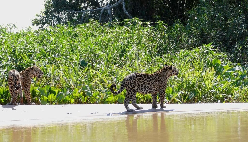 Jaguars on beach