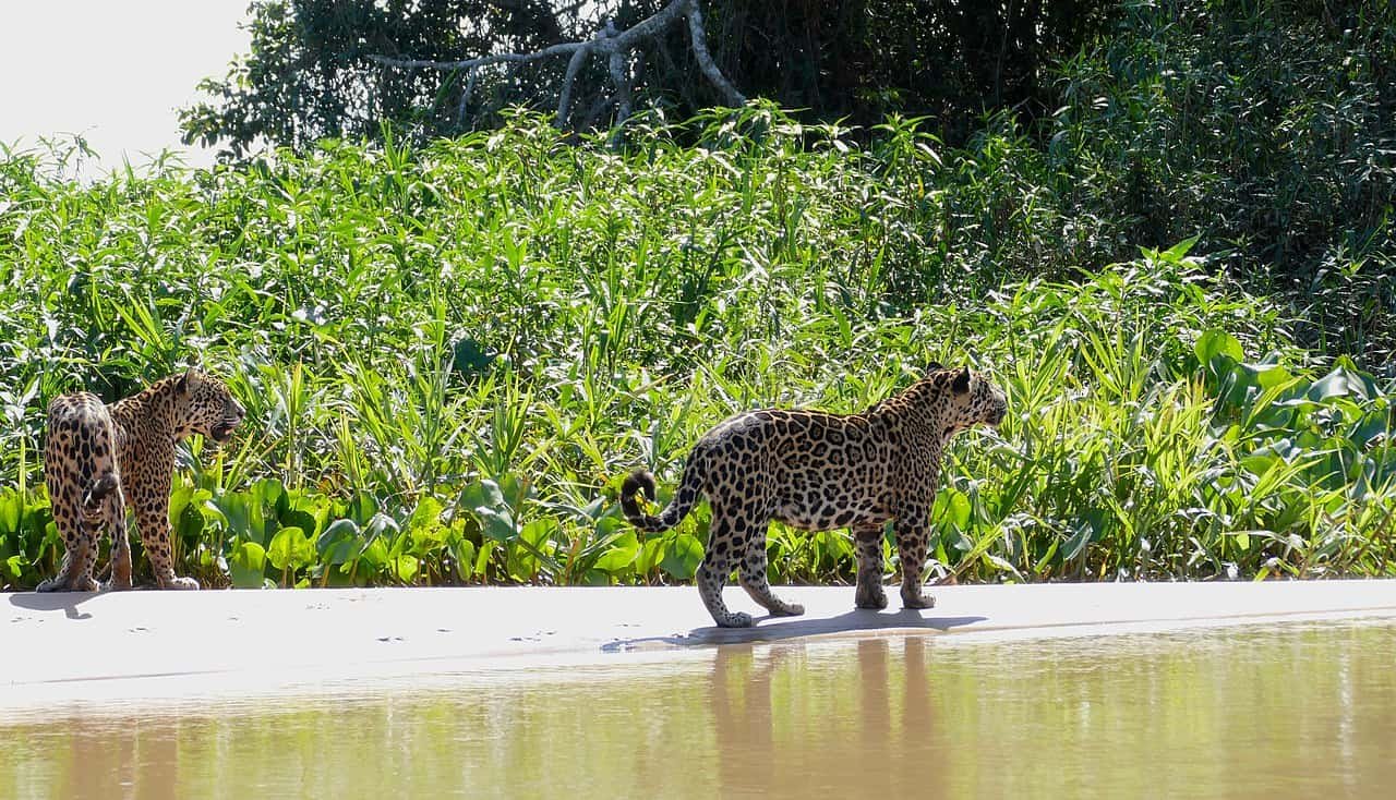 Jaguars on beach