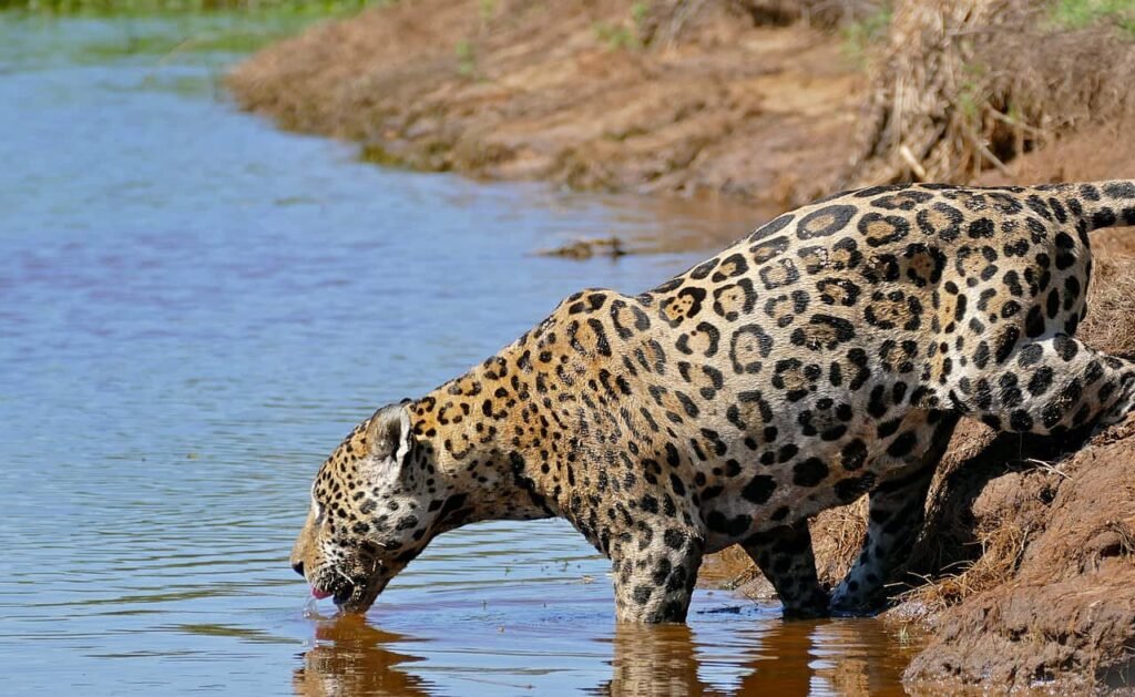 Male Panthera jaguar