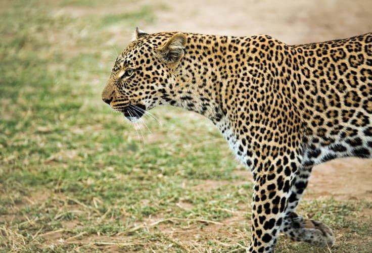 Africa leopard