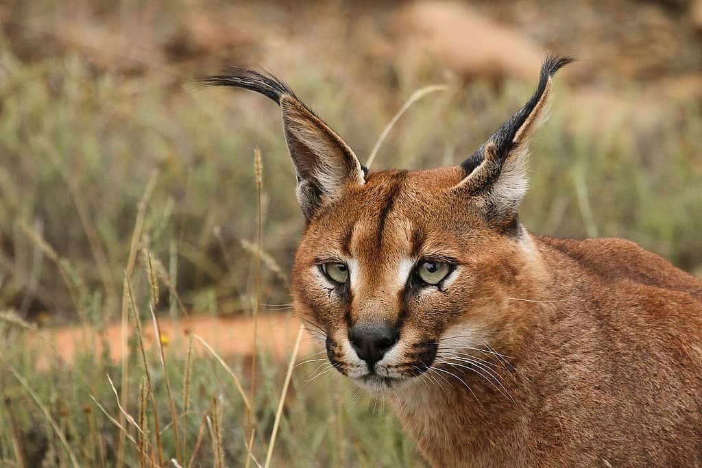 Caracal