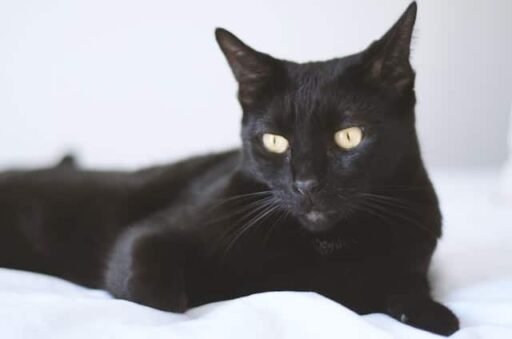 Bombay Cat