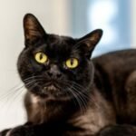 Bombay Cat