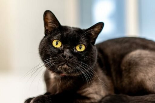 Bombay Cat