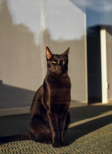 Bombay Cat