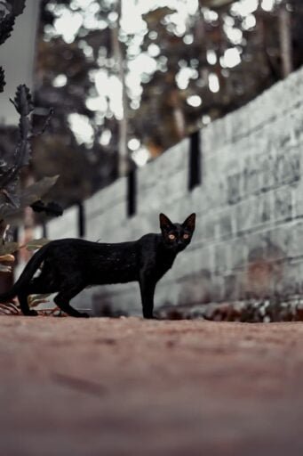 Bombay Cat