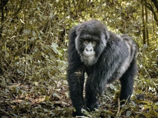 walking gorilla