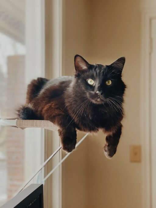 Black Cat