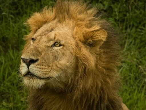 lion