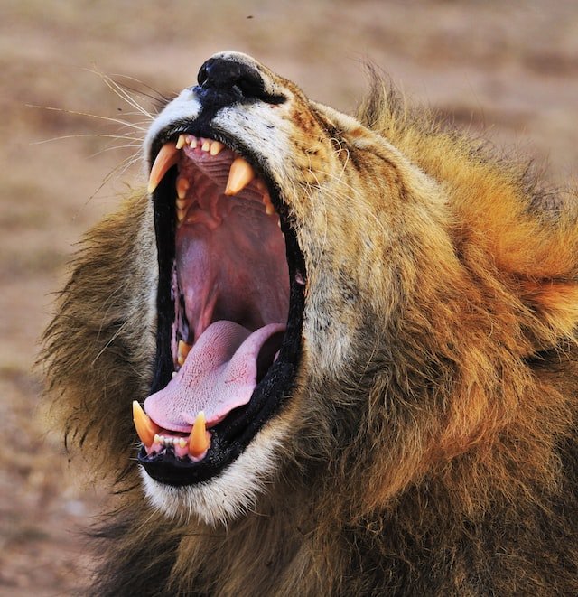 lion vs gorilla