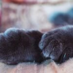 Cat paws