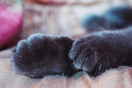 Cat paws