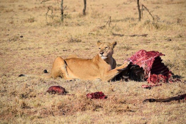 lion eating
