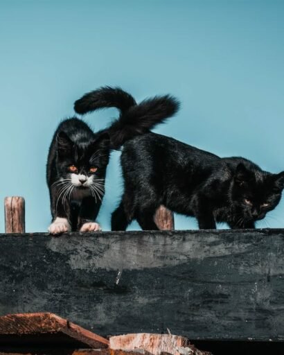 Black Cat